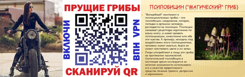 Псилоцибиновые грибы Psilocybine cubensis  закладки  Кадников 